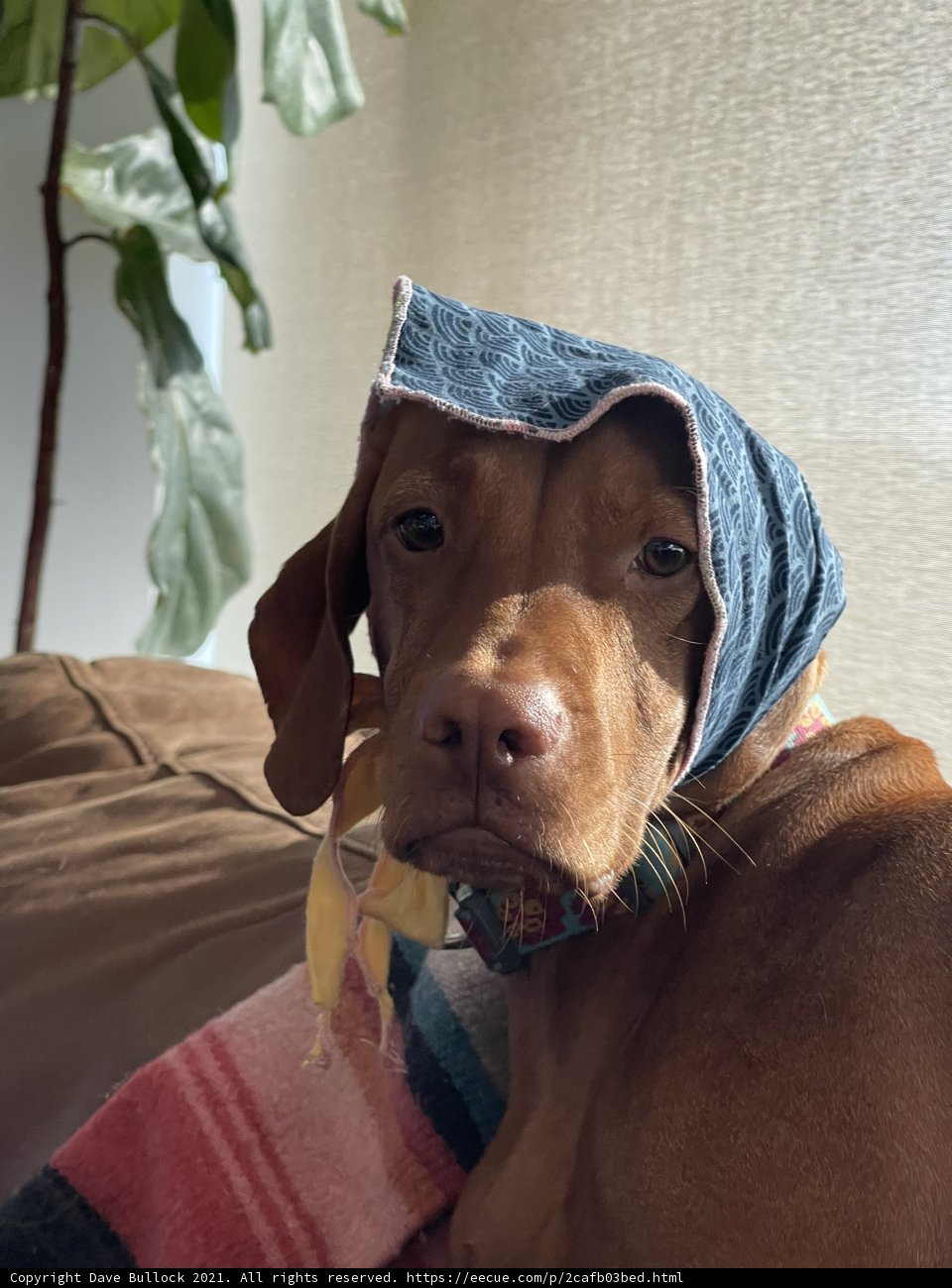 Cute Canine with a Fashion Statement