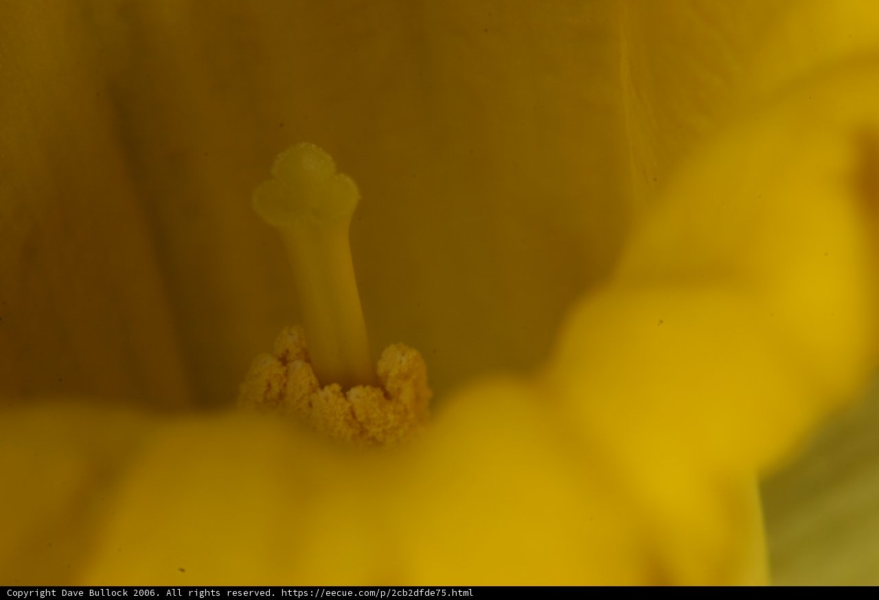 The Yellow Flower's Inner Beauty