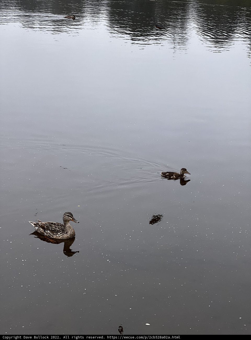 Ducks Enjoying the Serenity of Mountain Lake
