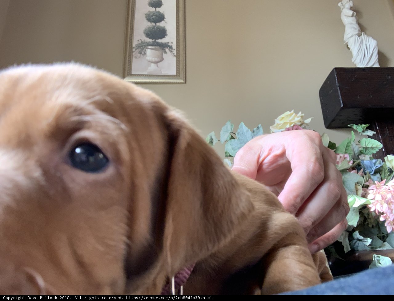 Serenity with a Puppy
