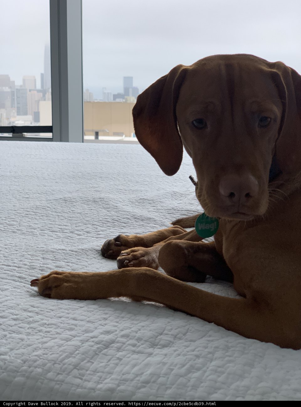 City Pup Relaxing