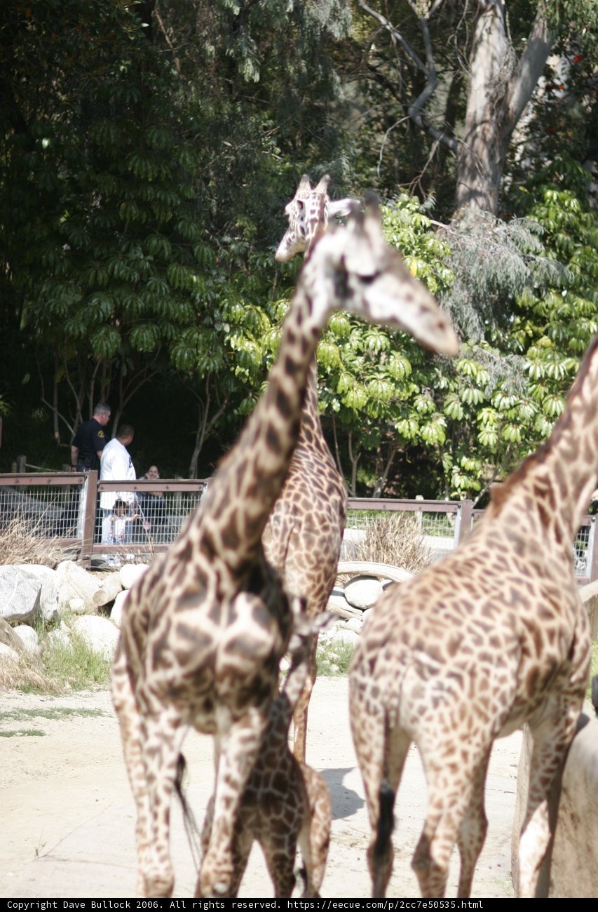 Grazing Giraffes at the Zoo