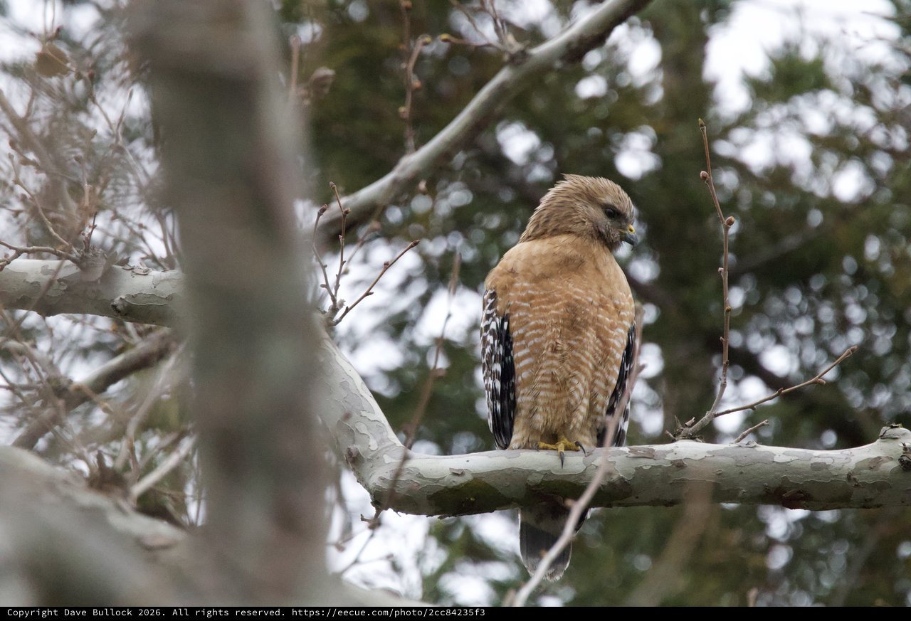 Red-Shouldered Hawk Perched on Winter Branch