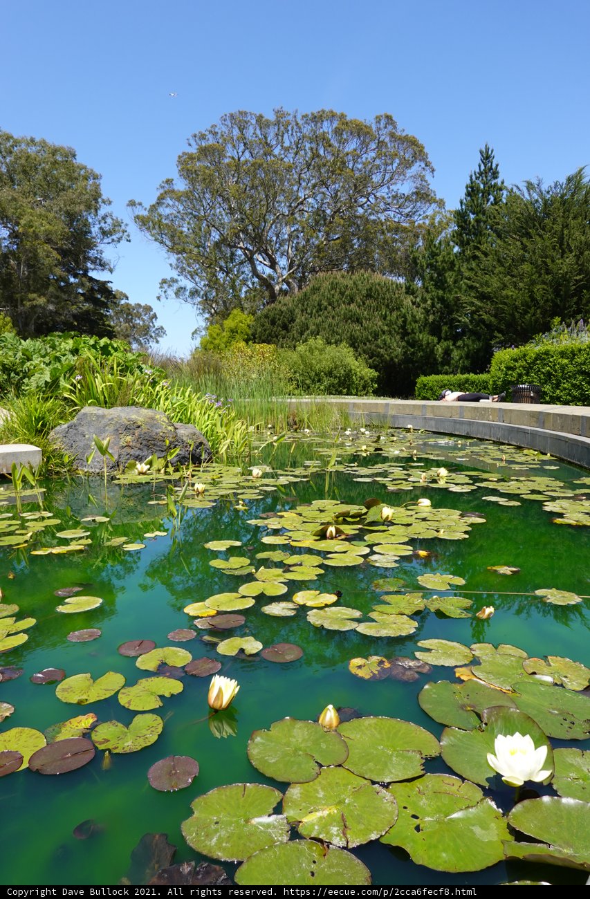Tranquil Water Lily Pond