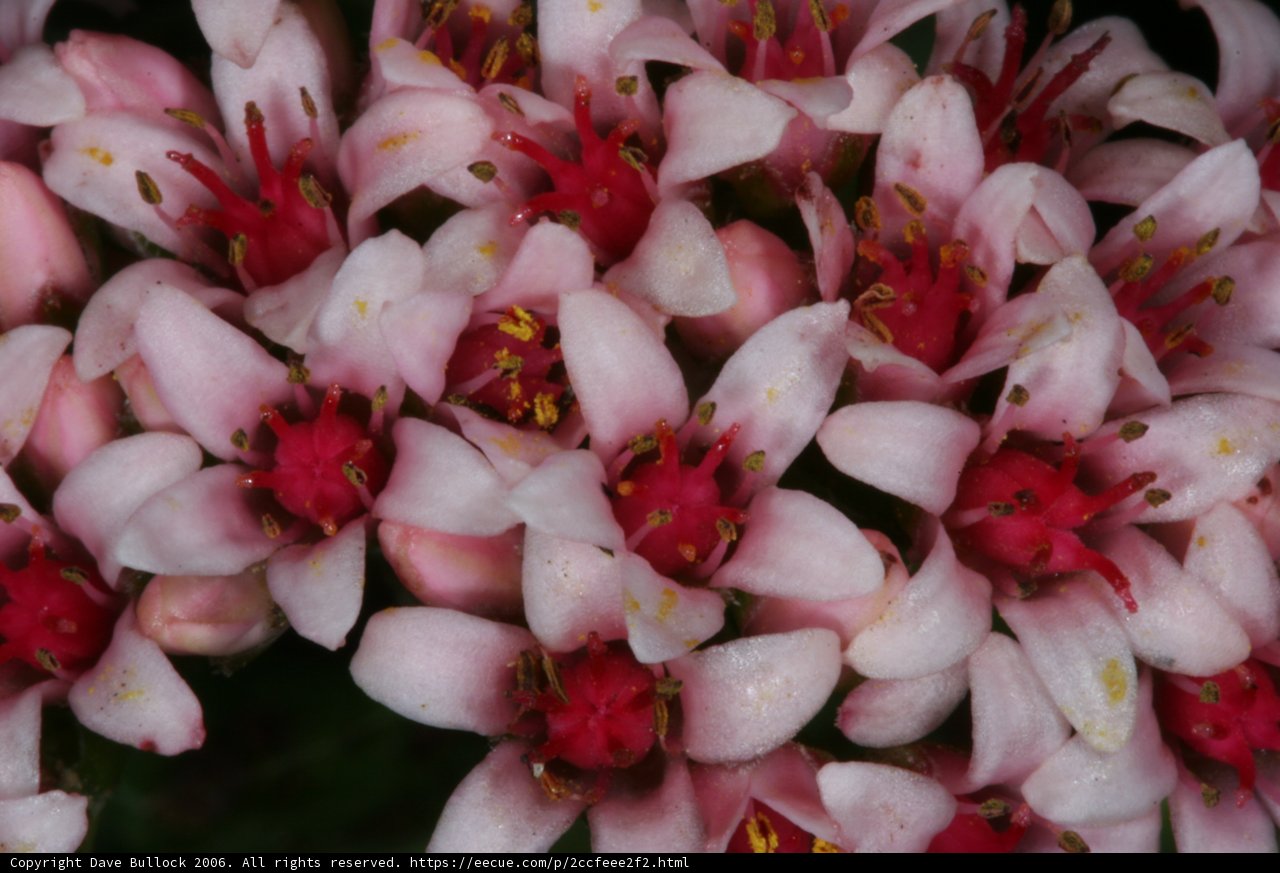 Pink blooms with red centers