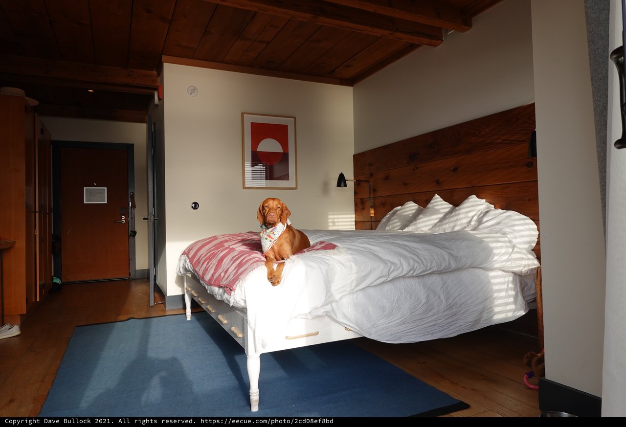 Dog Relaxing on Hotel Bed in Sunlight