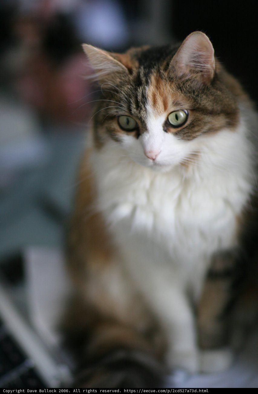 Feline Techie