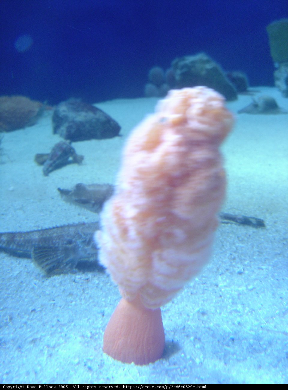 Giant Orange Sponge in Aquarium
