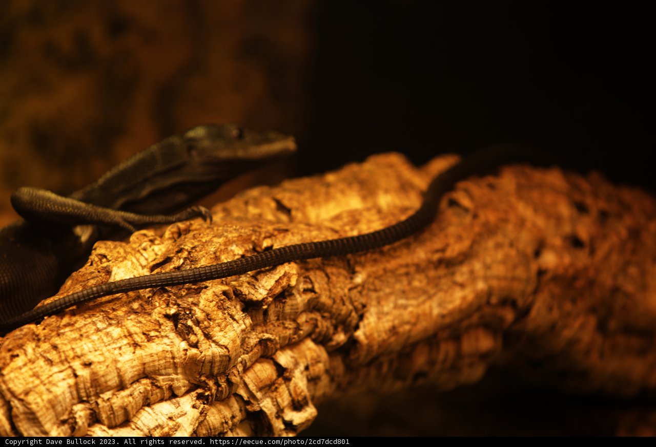 Iguana in Repose, Oakland Zoo, 2023
