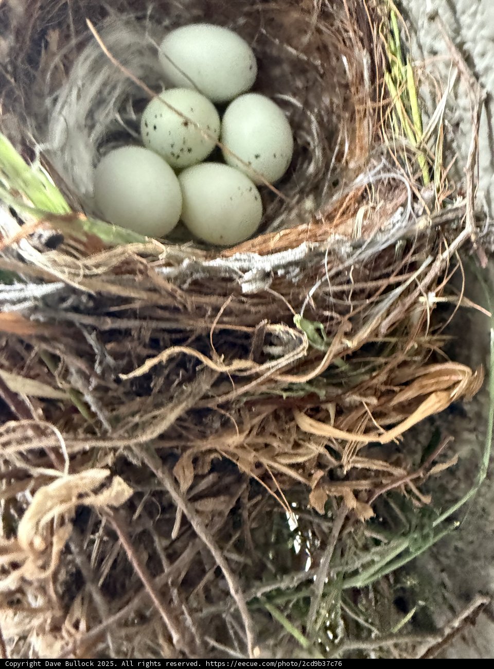 Nature's Cradle: A New Beginning