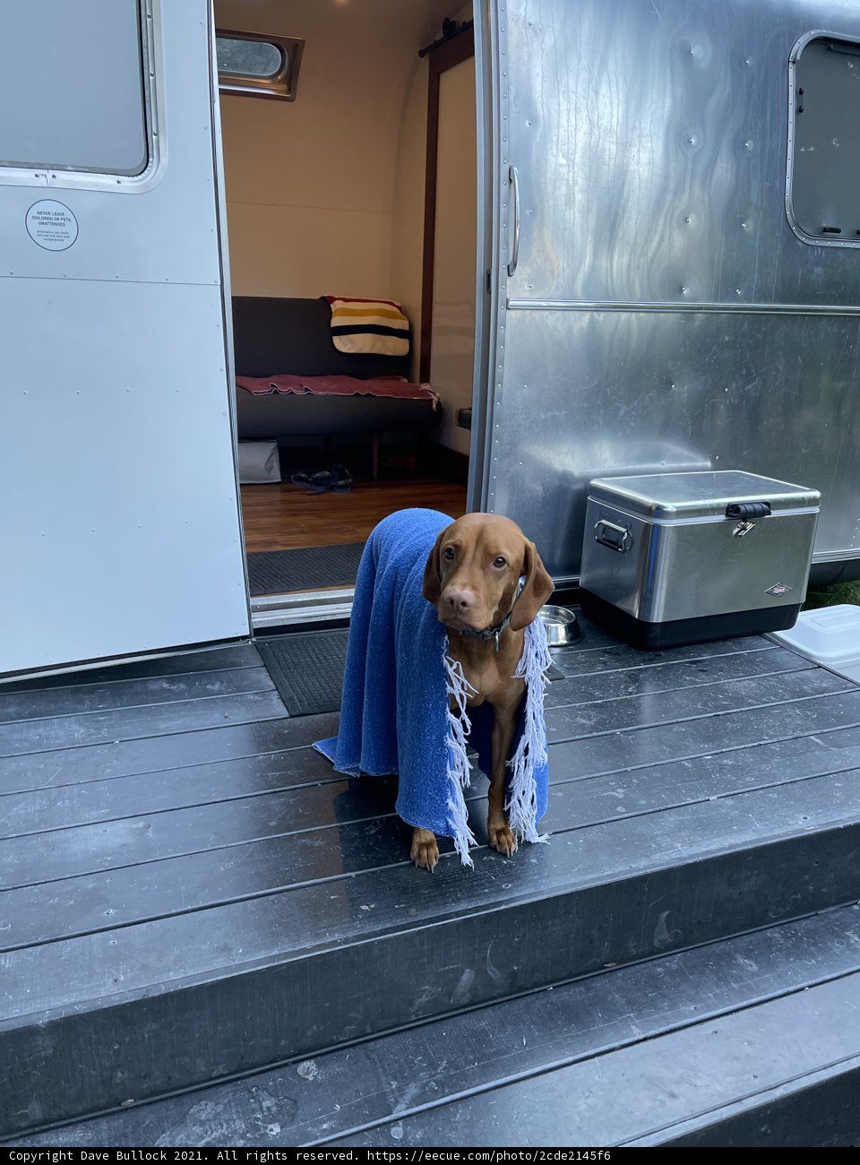 Shelter Dog relaxes on deck