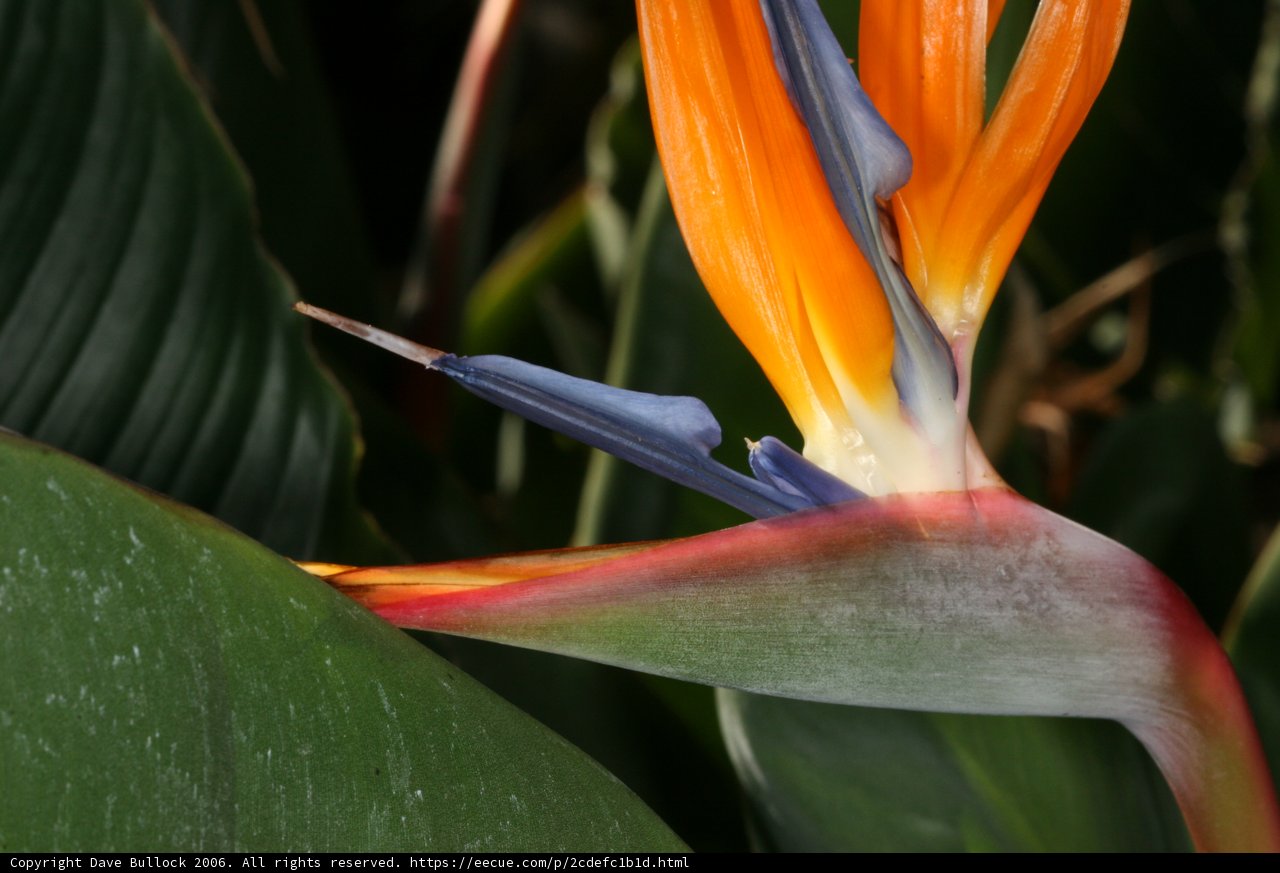 Bird of Paradise Flower