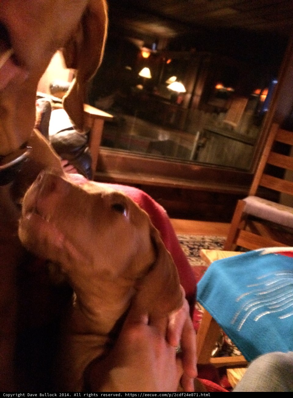 Cozy Night In with Man's Best Friend