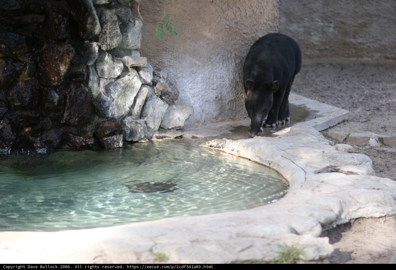 Black Bear by the Pond