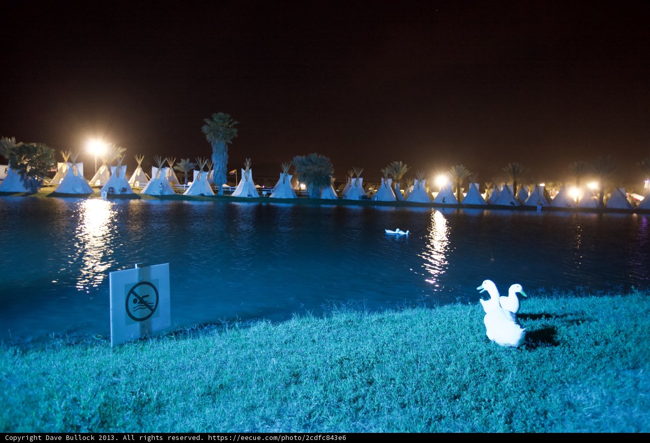 Graceful Swans by the Lake