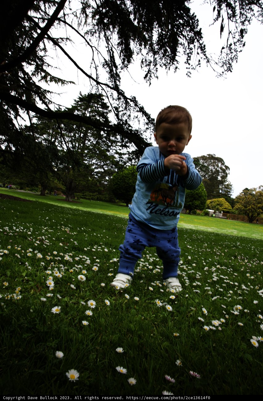 Blissful Moments in a Field of Daisies