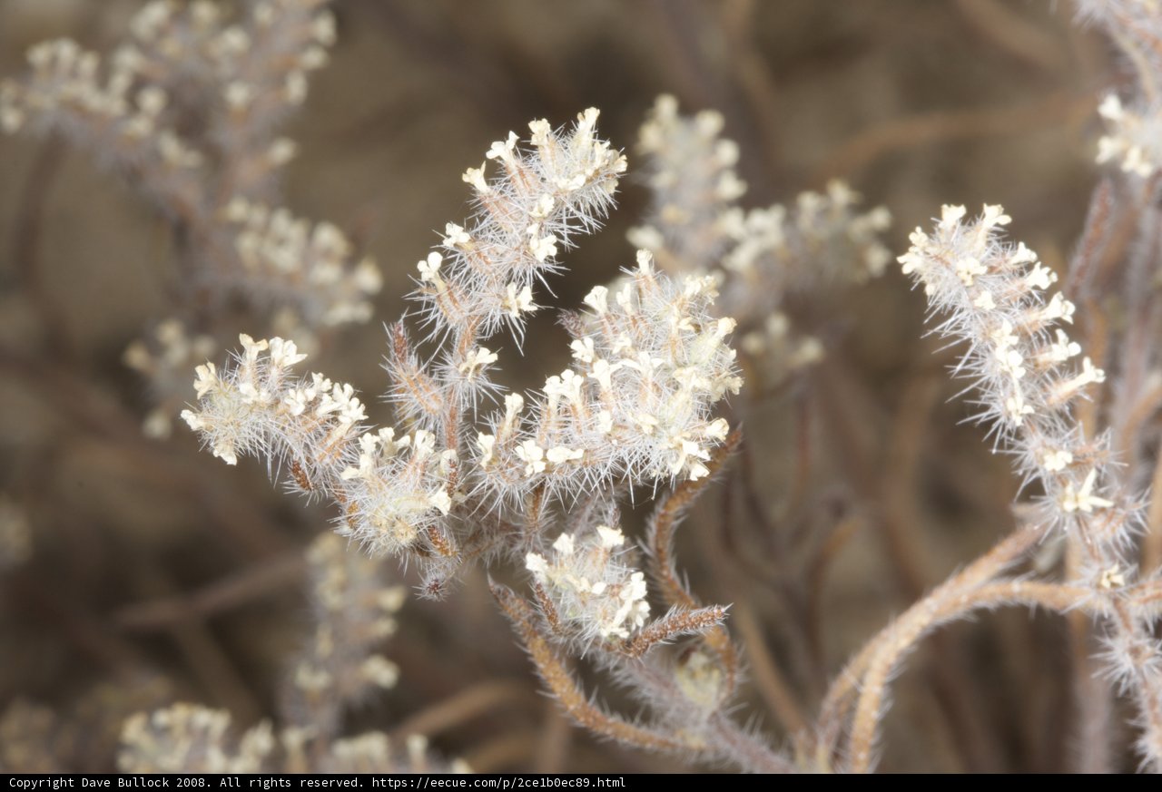 Frosty White Bloom