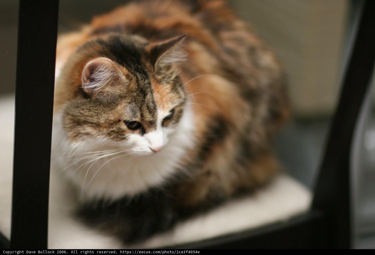Calico Cat Relaxing on a Chair