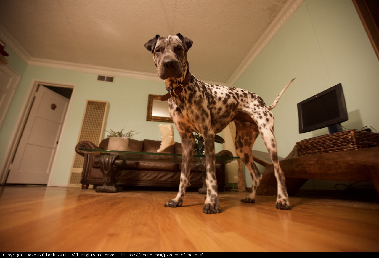 The Regal Dalmatian