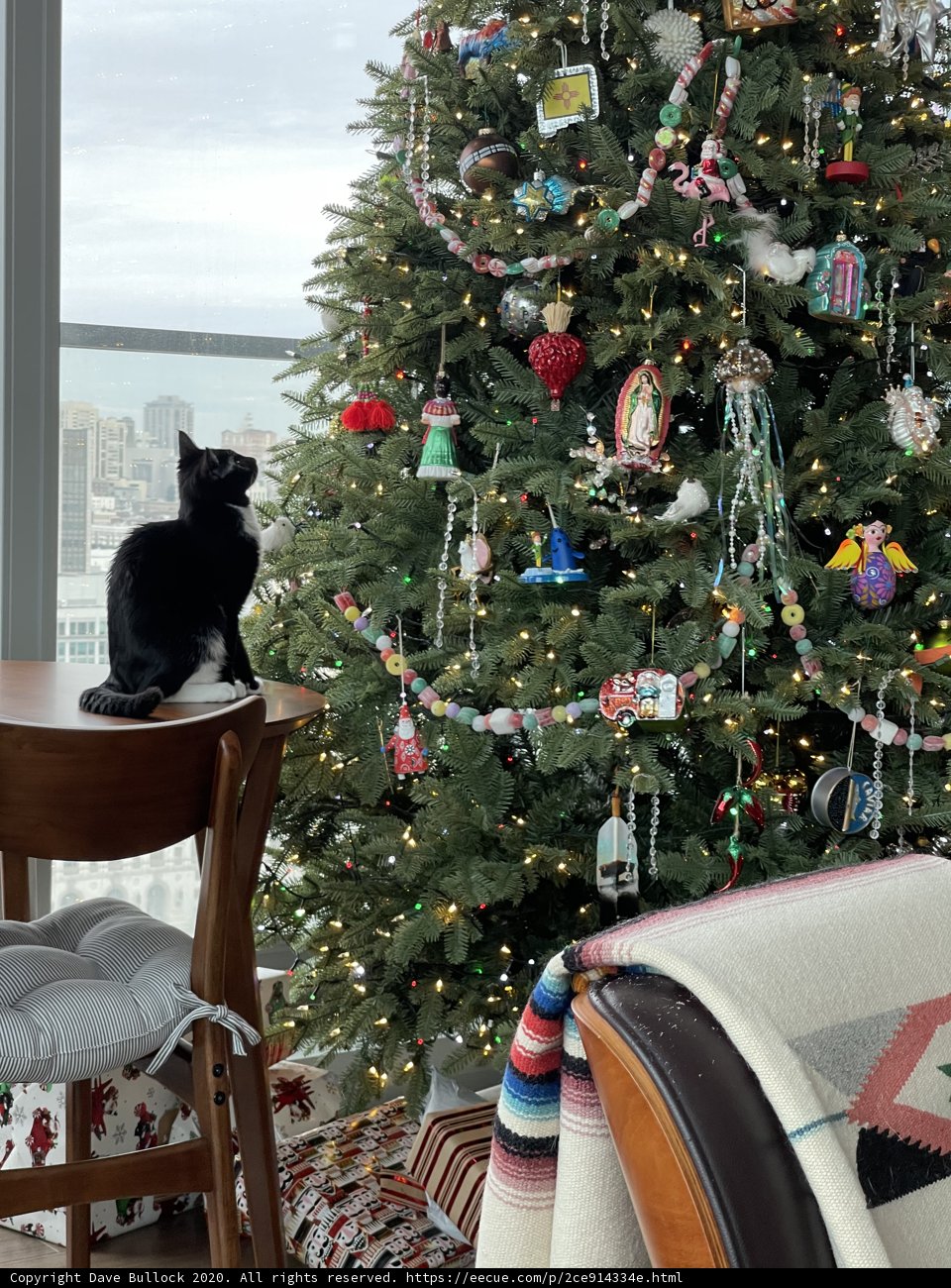 Feline Festivities