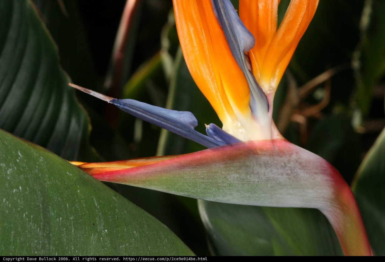 Stunning Bird of Paradise Flower