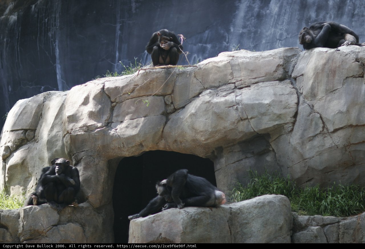 Chimps Chilling on the Rocks