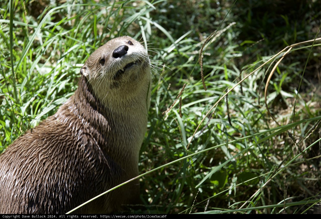 Curious Otter in the Wild