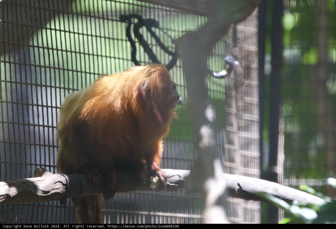 Reflective Solitude - A Glimpse of a Zoo Dweller