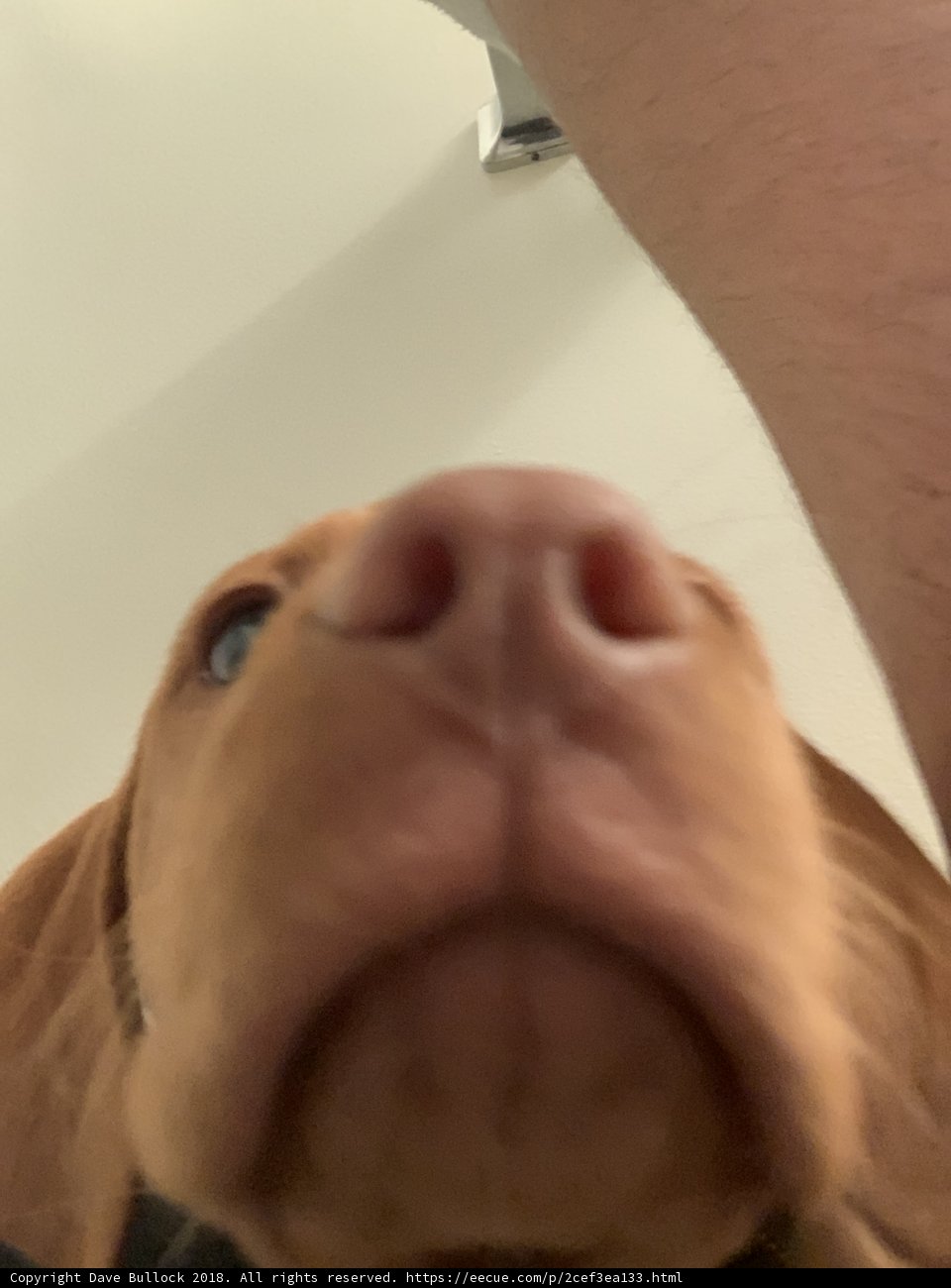 Up Close and Personal with a Puppy's Nose