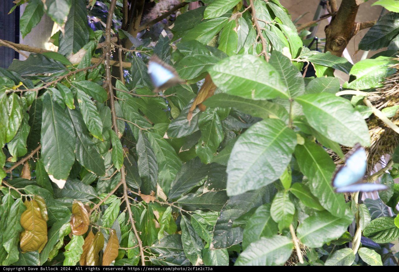 Tranquil Sojourn of a Blue Butterfly