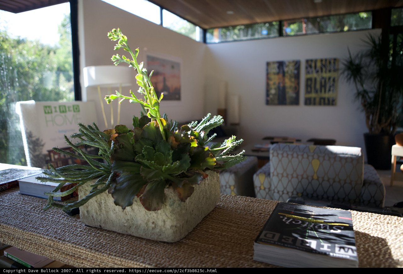 Indoor Oasis