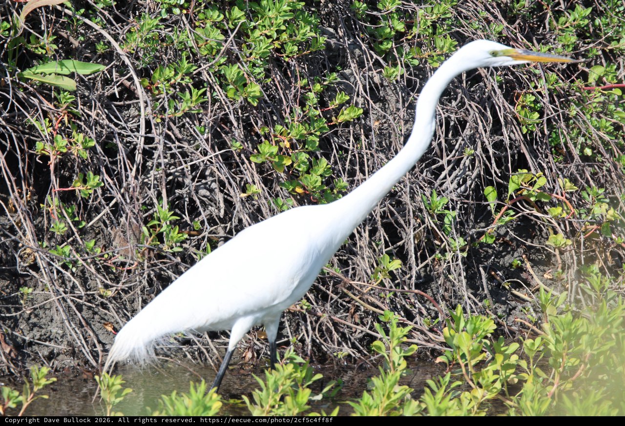 Great Egret Hunting in Mangrove Wetlands
