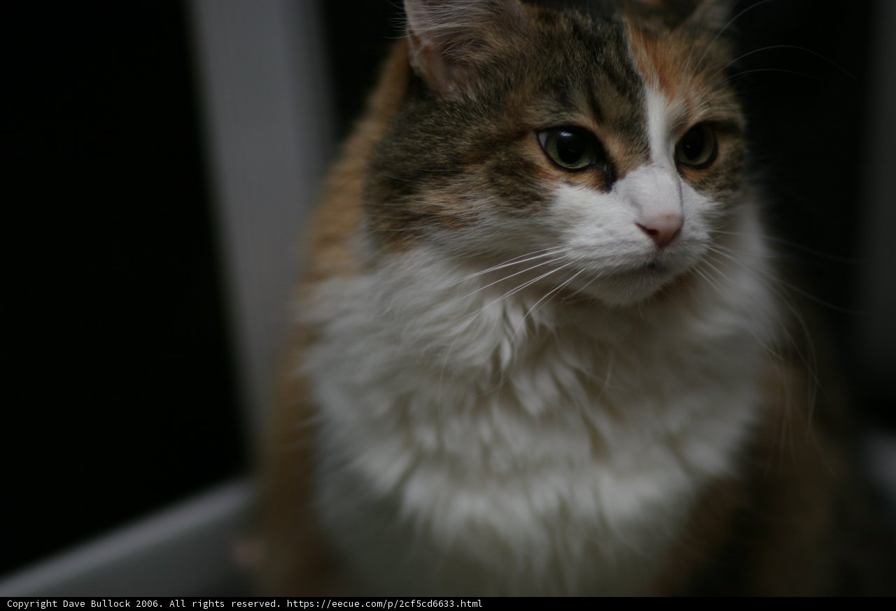 Mysterious Calico in the Dark
