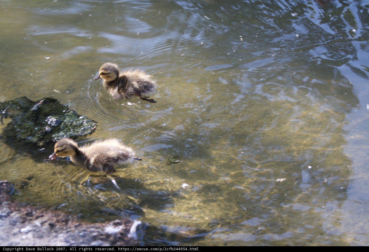 Playful Ducklings in a Serene Pond
