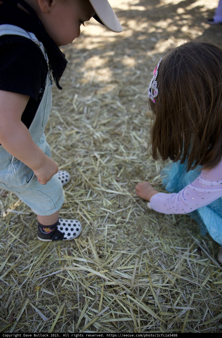 Rustic Playtime: The Metzgar Kids at the Pumpkin Patch, 2023