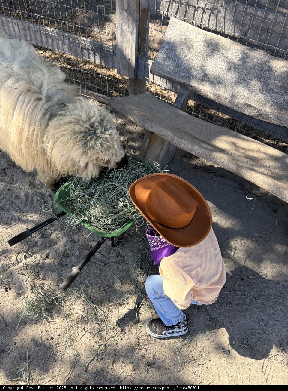 Little Cowboy's Sunny Adventure