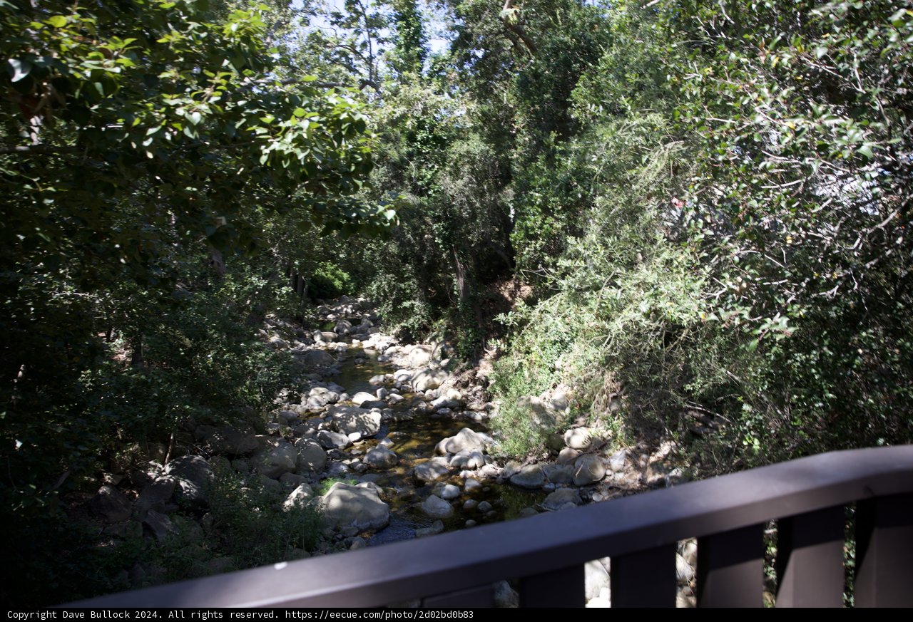 Tranquil Stream in Summer Greenery
