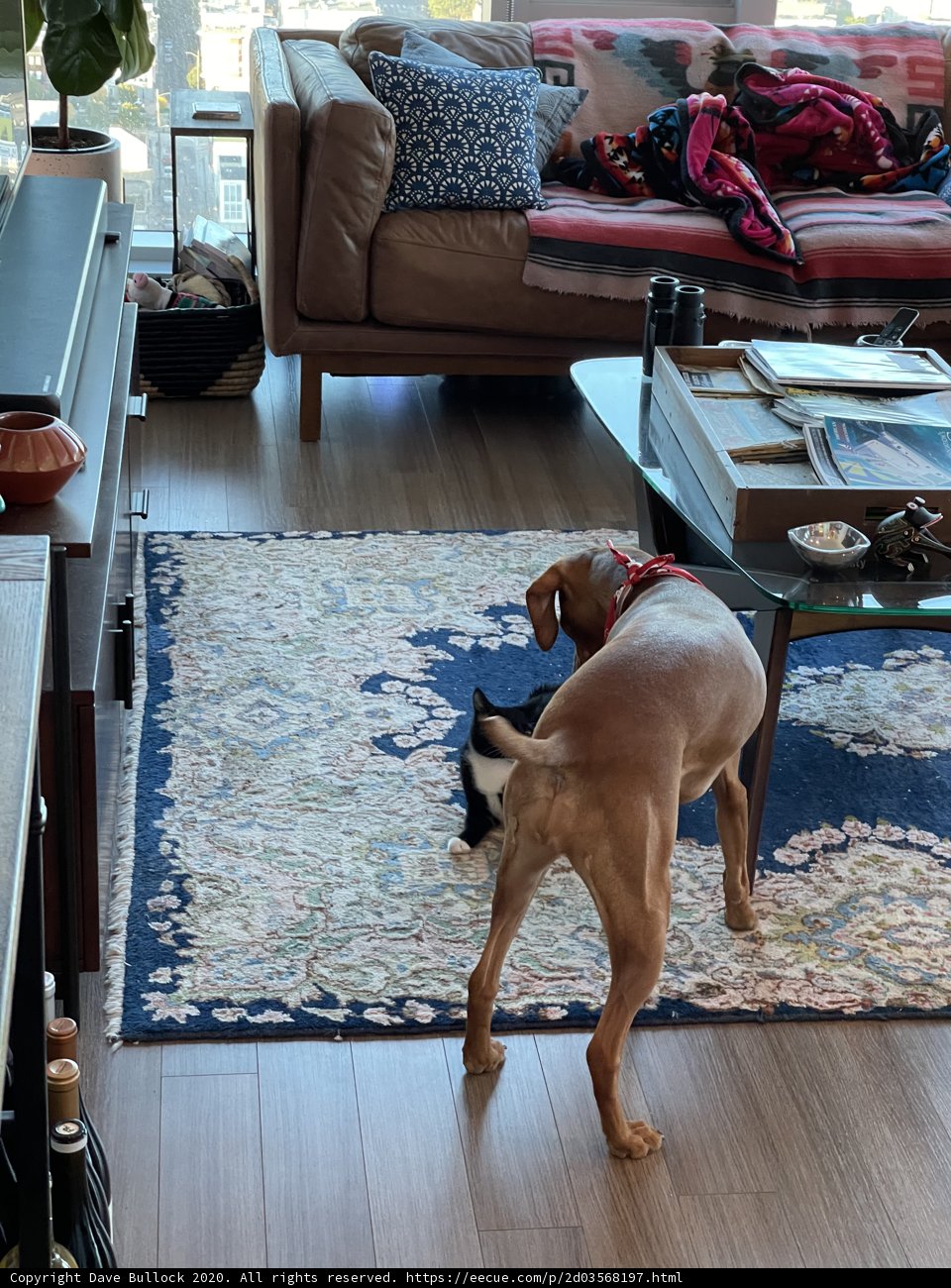 Furry Interior Decor