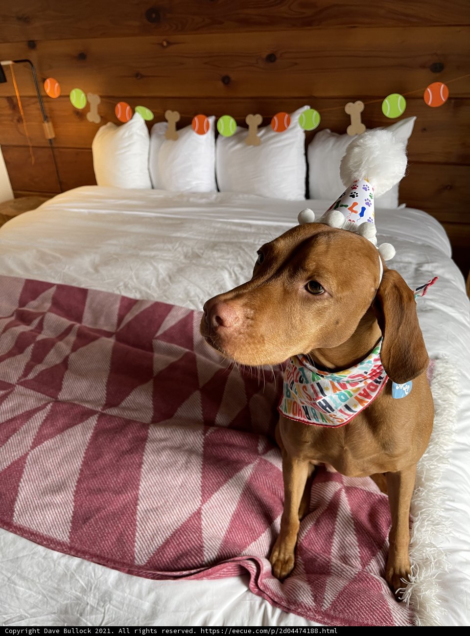 Birthday Pup on a Cozy Bed