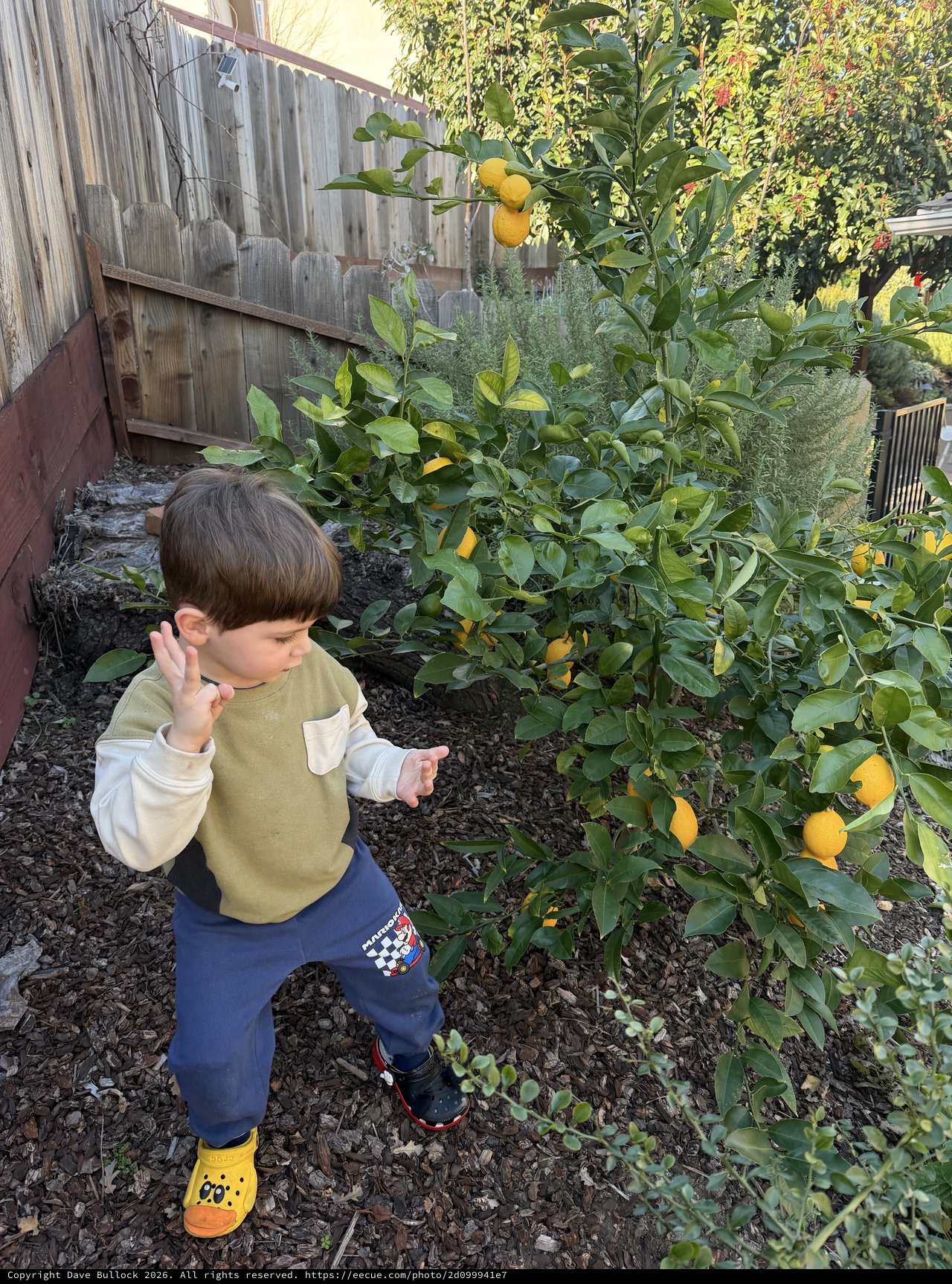 Young Boy Discovering Lemons in Backyard Garden