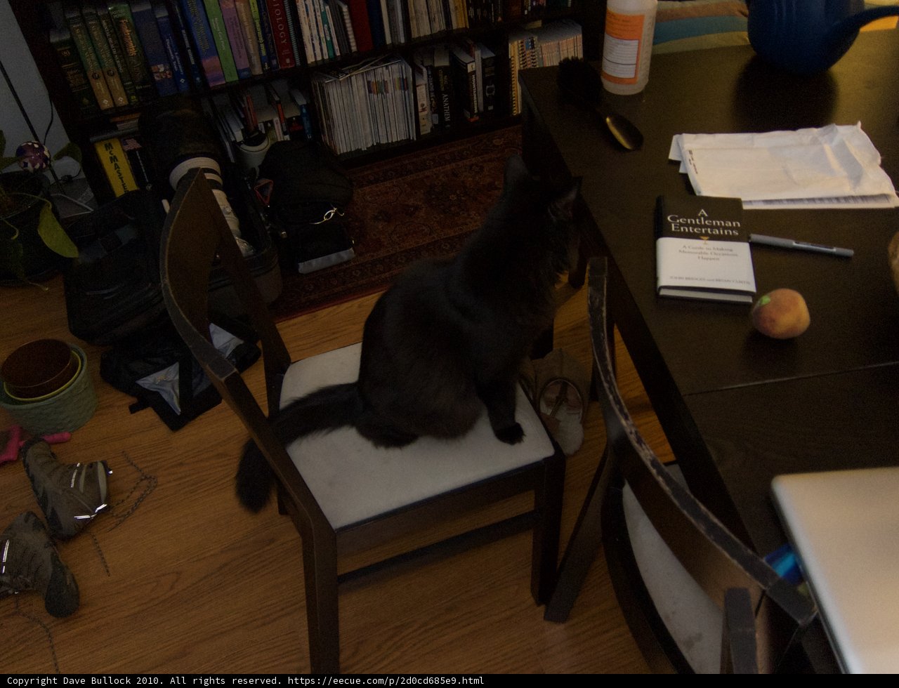 Feline Productivity