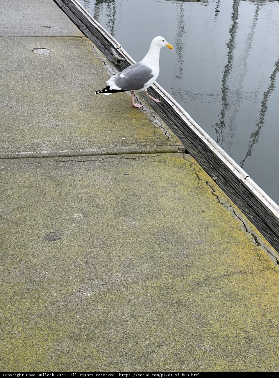 Seagull Perched by the Bay