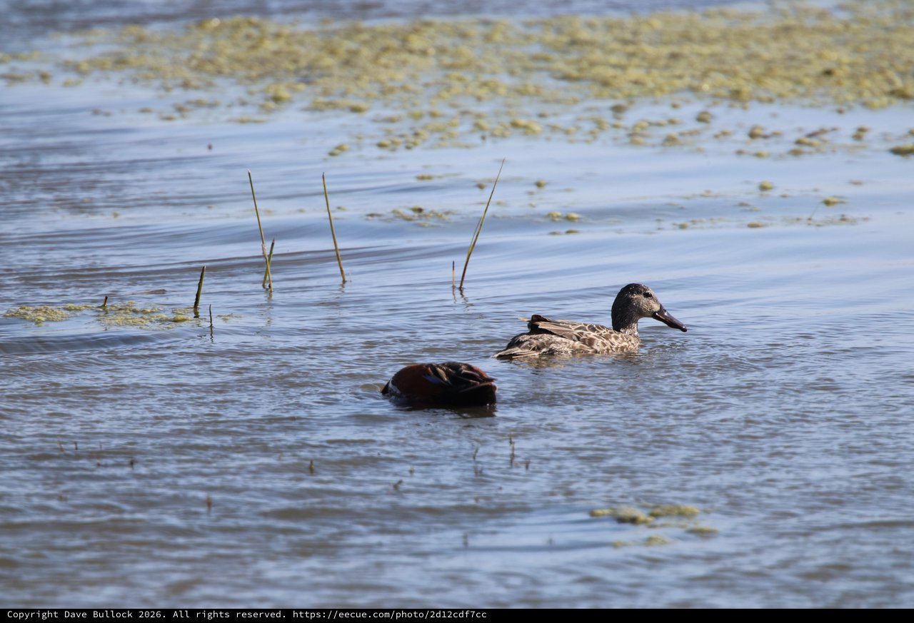Northern Shoveler Ducks Swimming in Shallow Wetland