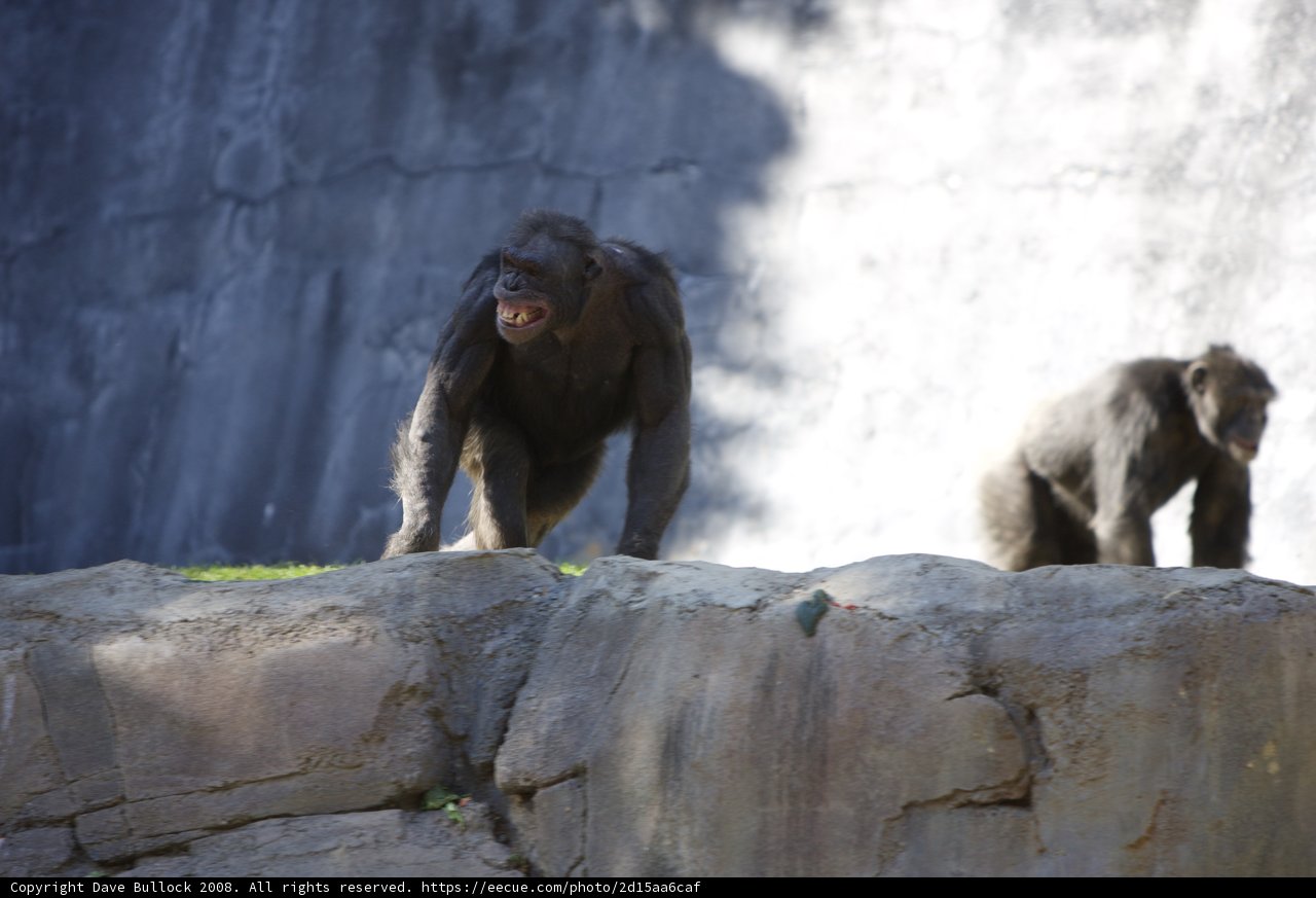 Chimpanzees Scaling Rock Wall