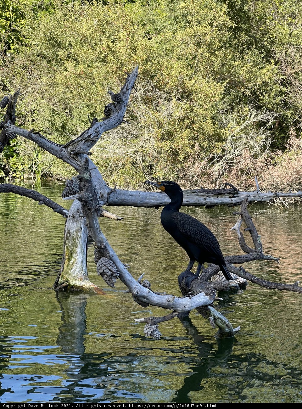 Cormorant resting in Stow Lake