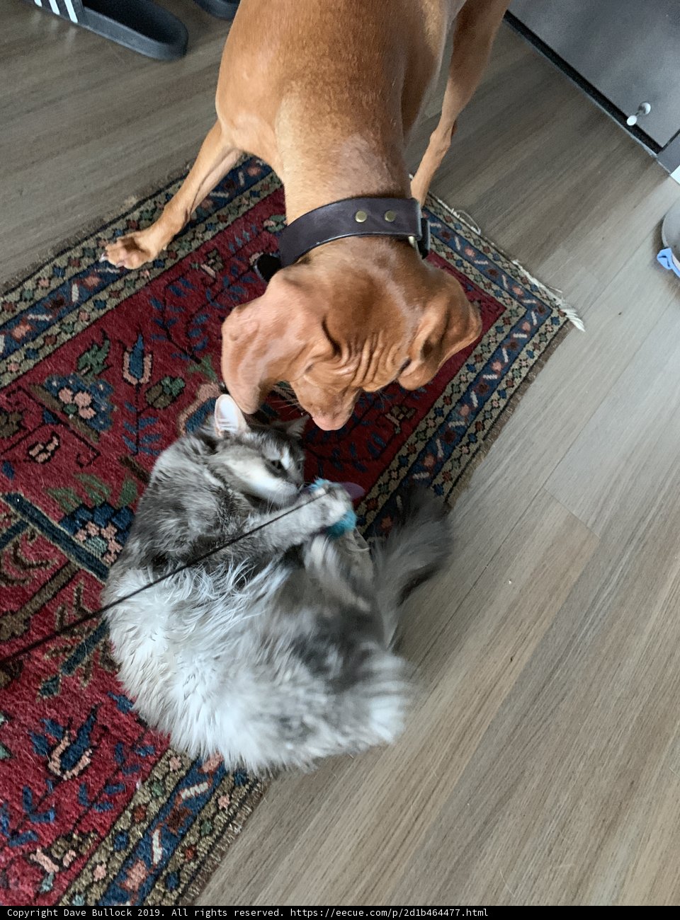 Playful Pals on Hardwood Flooring
