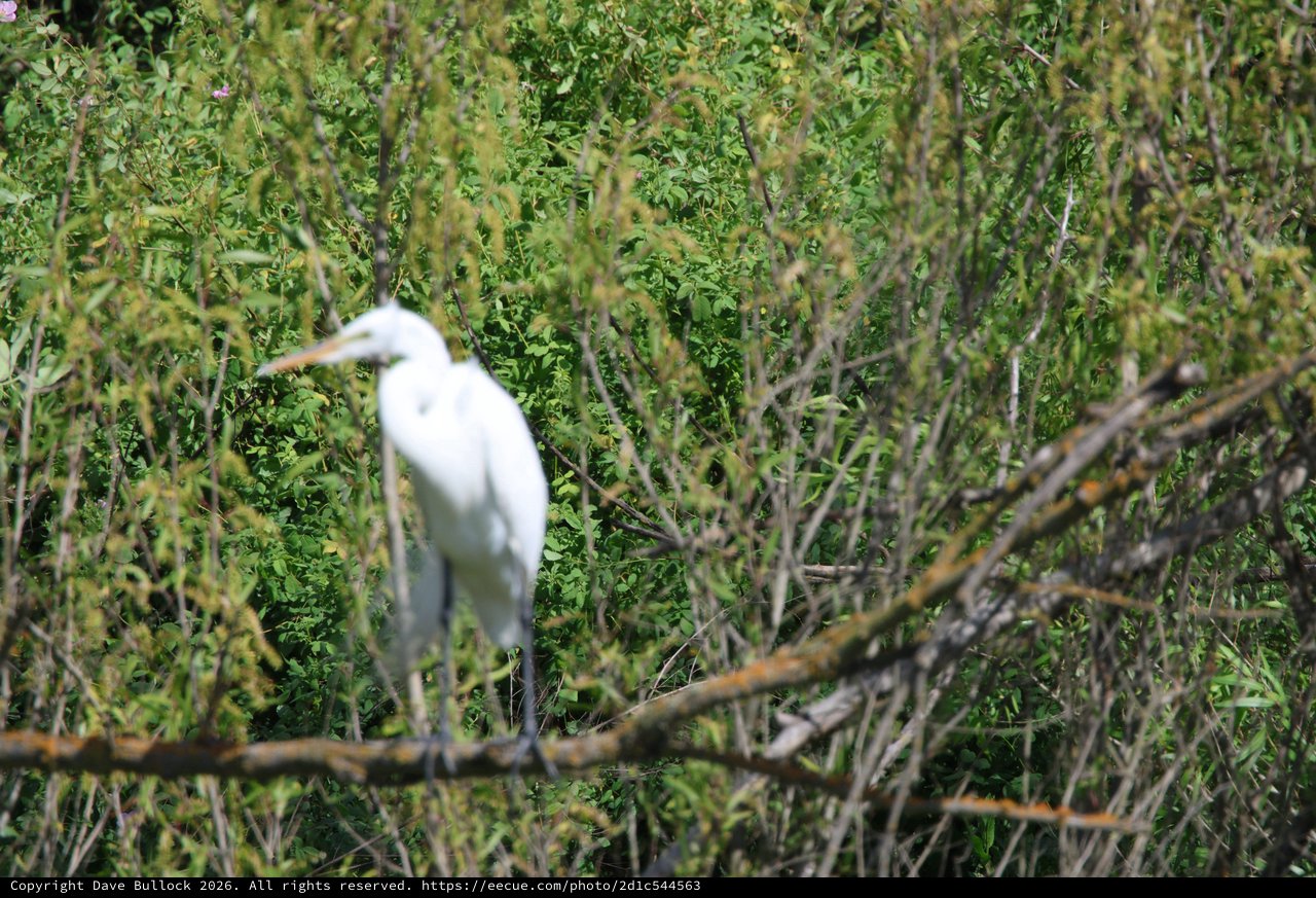 Great Egret Camouflaged in Dense Wetland Vegetation