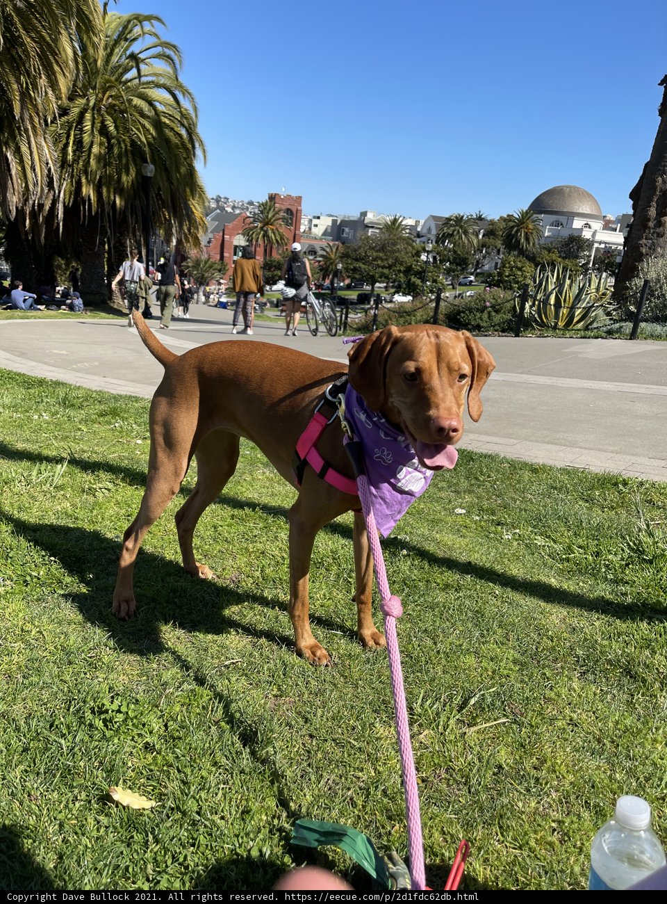 Pretty Pup in Purple