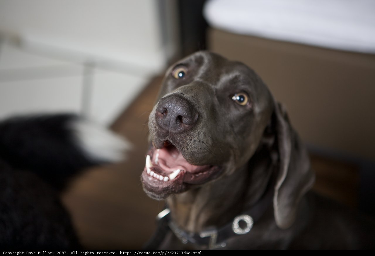 Happy Pup