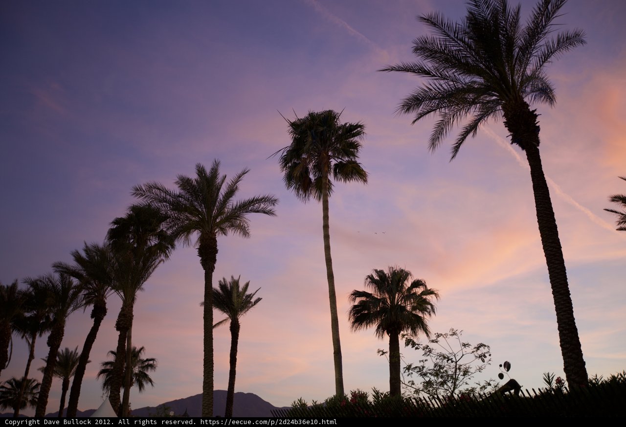 Silhouetted Palm Trees at Sunset